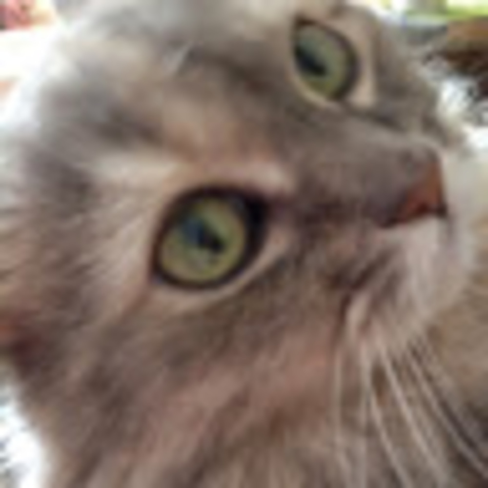 Meet your Posher, Kim